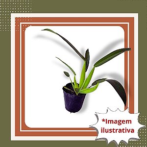 Muda de Pacová Ornamental Folhagem Tropical Elegante Para Sombra
