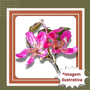 Muda de Paineira – Árvore Ornamental Nativa de Floração Espetacular