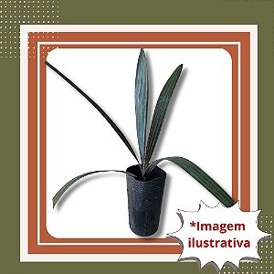 Muda de Palmeira Azul Bismarckia nobilis Ornamental Exótica