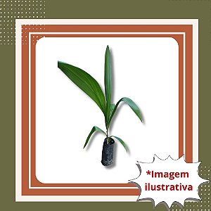 Muda de Palmeira Jerivá – Elegância e Resistência para Jardins e Vasos