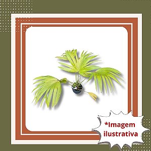 Muda de Palmeira Leque – Elegância e Resistência para Jardins e Vasos
