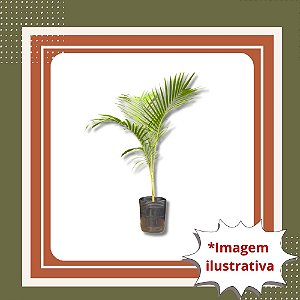 Muda de Palmeira Real – Imponente e Elegante para Paisagismo