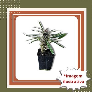 Muda de Palmeira de Madagascar Dypsis lutescens Folhagem Tropical