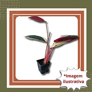 Muda de Philodendron Triostar Folhagem Colorida Ornamental