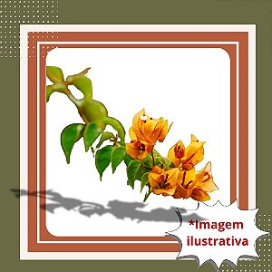 Muda de Primavera Amarela – Bougainvillea Rara e Florífera