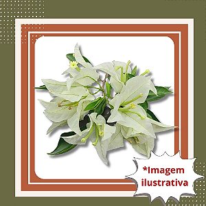 Muda de Primavera Branca – Beleza e Florada o Ano Todo
