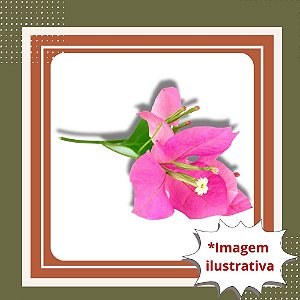 Muda de Primavera Rosa – Florada Intensa e Efeito Ornamental