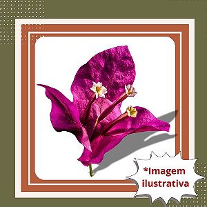 Muda de Primavera Trepadeira Roxa – Florada Intensa e Efeito Paisagístico