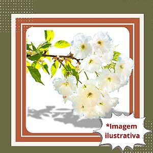 Muda de Sakura Branca de Rápida Floração – Floresce Precoce e Decora Seu Jardim