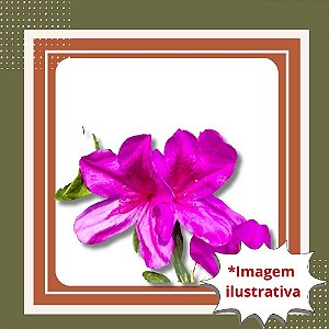 Muda de Tibouchina / Quaresmeira Rosa – Flores Rosa Vibrantes e Jardim Colorido
