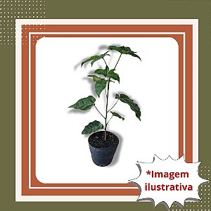 Muda de Árvore de Fogo - Delonix regia Ornamental de Flores Vermelhas