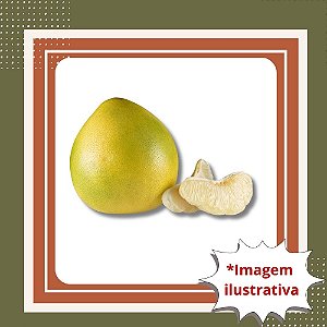 Muda de Laranja Pomelo Enxertada – Sabor Marcante, Frutos Suculentos e Alta Qualidade