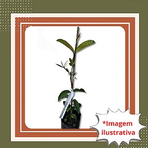 Muda de Goiaba Tailandesa com Início de Floração