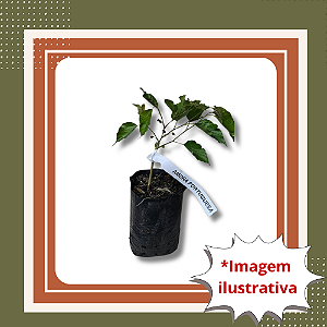 Muda de Amora Portuguesa com Início de Floração