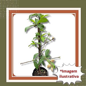 Muda de pêssego delicioso enxertado com frutos - branco