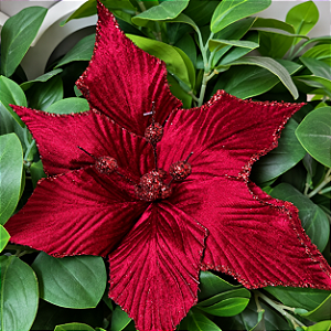 Flor Poinsettia em Veludo Vermelho com Glitter