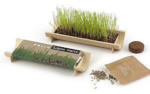 S100 - Kit plantio bambu