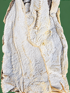 BACALHAU FILE LING SALGADO - kg 144,90 -cx-10kg