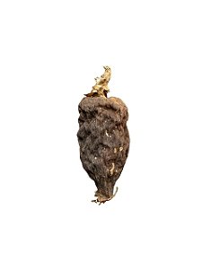 Fava De Atare- Pimenta Da Costa - Unidade
