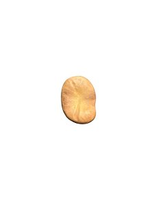 Fava De Iansã- Unidade