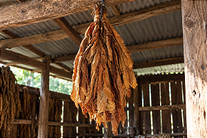 Folha de Tabaco Burley — Unidade