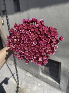 Sempre Viva Rosa-Pink Desidratada - 200 Unidades
