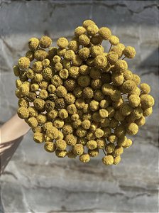 Botão Amarelo Desidratado - 200 Unidades
