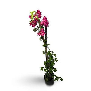 Bougainville