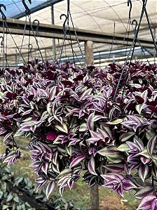 Tradescantia zebrina
