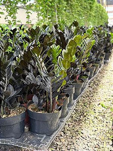 Zamioculca black