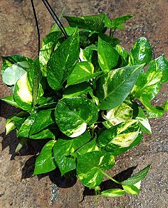 Jiboia Verde
