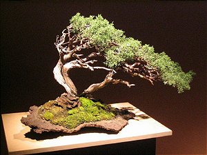 Bonsai na Pedra