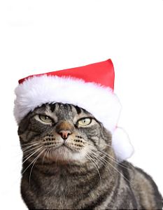 Gorrinho de natal | Para Gatos