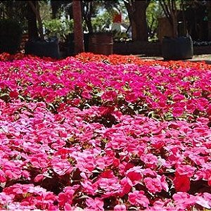 EXPOFLORA 2014 - HOLANDA E ATIBAIA - 3 DIAS / Entrada R$119,88 + 9 X R$97,68