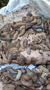 Lesma Caramujo C/10 Lesmas