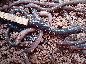 Minhocuçu Vivo de pesca 6 unidades