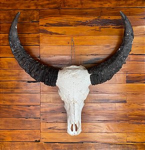 CRANIO DE BUFALO COM CHIFRE