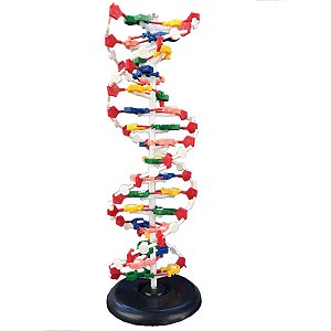 DUPLA HELICE DE DNA