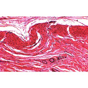 LAMINA PREPARADA "HISTOLOGIA" (CONJUNTO COM 80 LAMINAS)