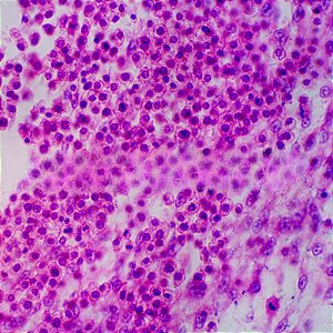 LAMINA PREPARADA ''EMBRIOLOGIA '' (CONJUNTO COM 30 LAMINAS)