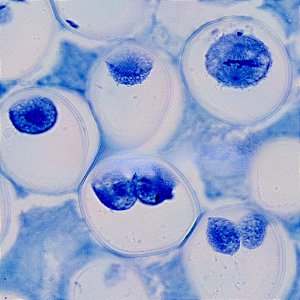 LAMINA PREPARADA 'BIOLOGIA E GENETICA DAS CELULAS' ( CONJUNTO COM 30 LAMINAS)