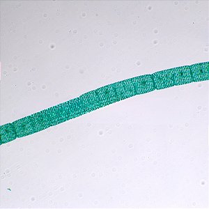 LAMINAS PREPARADAS DE MICROORGANISMOS (CONJUNTO COM 13 LAMINAS)