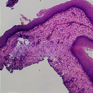 LAMINAS PREPARADAS MISTAS HISTOLOGIA (CONJUNTO COM 50 LAMINAS)