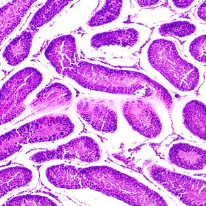 LAMINAS PREPARADAS DE HISTOLOGIA HUMANA (CONJUNTO COM 50 LAMINAS)