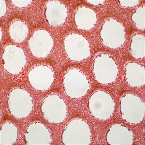 LAMINAS PREPARADAS DE FUNGOS MONTAGEM INTEGRAL W.M. (CONJUNTO COM 12 LAMINAS)