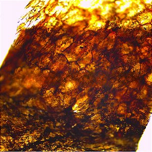 LAMINAS PREPARADAS DE HISTOLOGIA ANIMAL (CONJUNTO COM 30 LAMINAS)