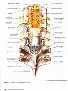 Ebook Neuroanatomia Funcional - Angelo Machado 3ª Ed