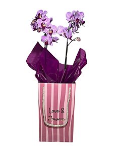 Orquídea Sensibilidade