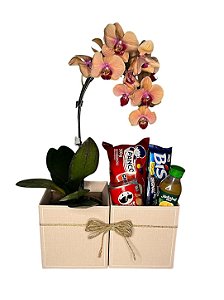 Orquídea e Ferrero Rocher - Sorriso de Luz