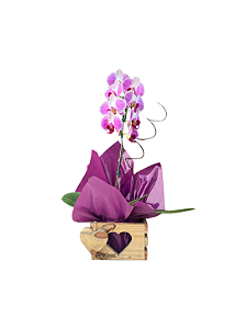 Orquídea Magnífica